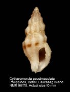 Cytharomorula paucimaculata